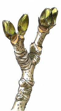 ♣ Histoire de voir… un bourgeon - Collège Kerzouar