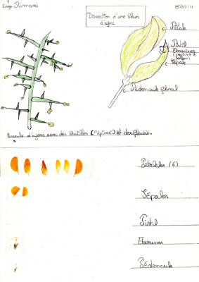 La Selection Vegetale Pdf Free Download