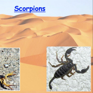 DAVIES Owen scorpion