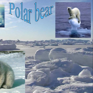 DELVERT Alice Polar Bear