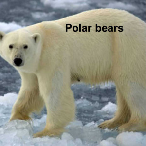 ROMAGNYMalo Polar bear