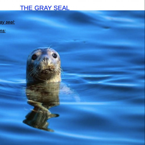 Pierre Le Gall the grey seal
