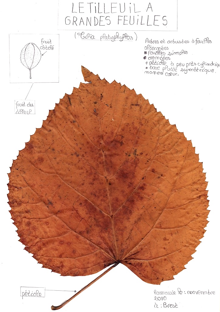 HERBIER, FEUILLES & BOURGEONS (Chapitre complet pour impression - Collège  Simone Veil